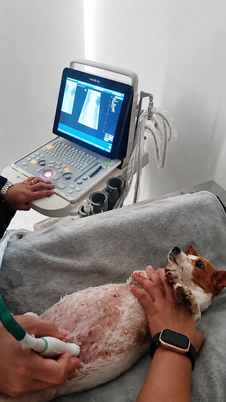 Clinica veterinaria - Agro Pet Shop Galvao